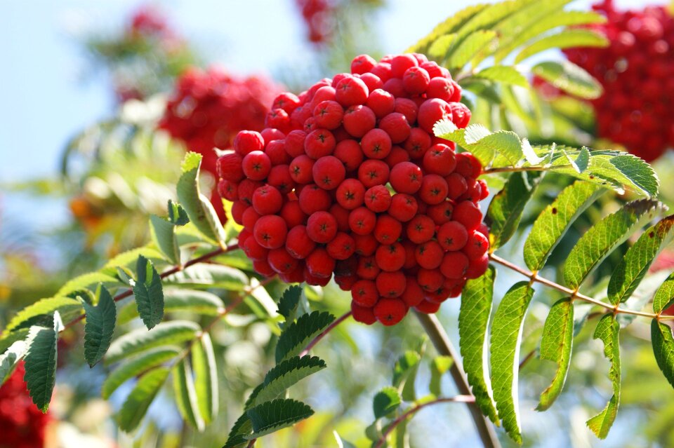 Mountain-ashes red rosaceae
