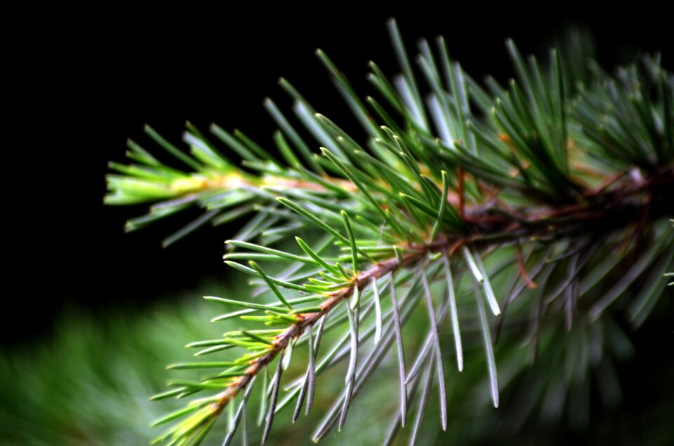 Twigs tree evergreen