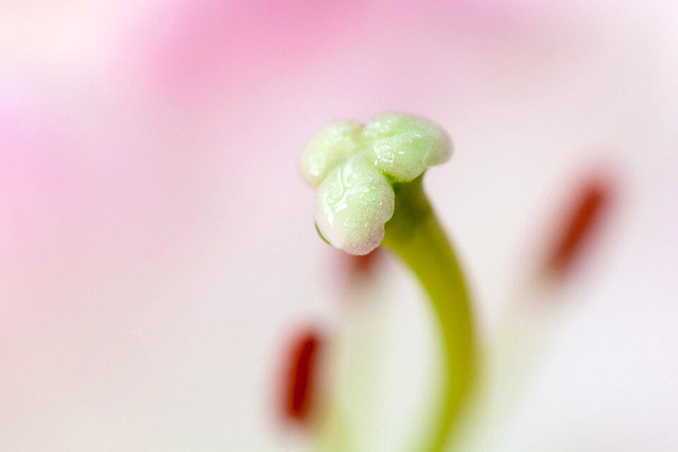 Flora floral flower