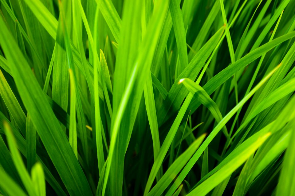 Cereals close close-up