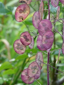 Schötchen garden lunaria herb