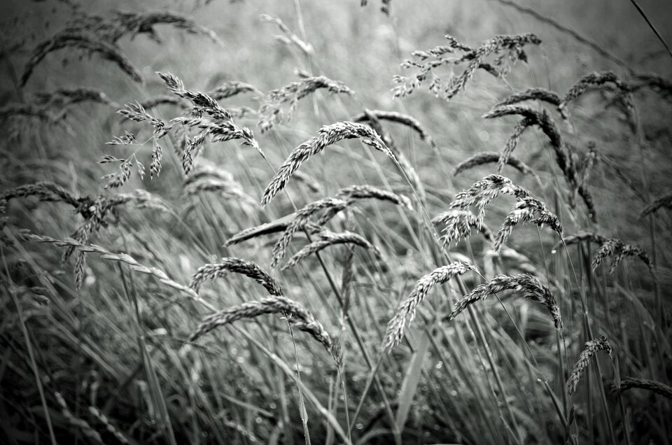 Seasons black white