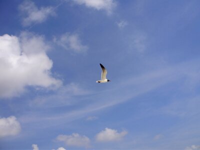 Clouds blue day photo