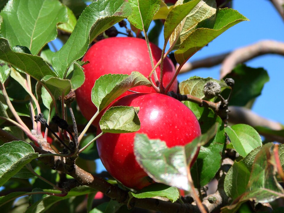 Close-up nature fruit