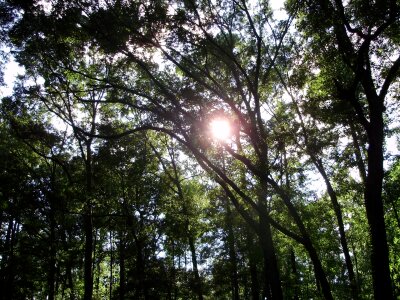 Trees woods day