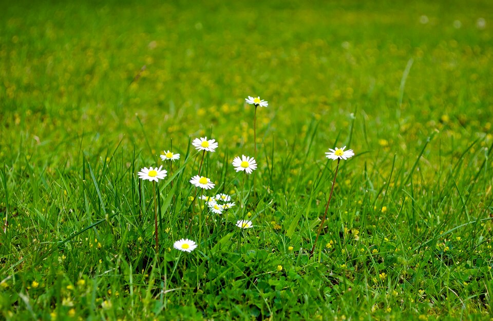 Summer spring background