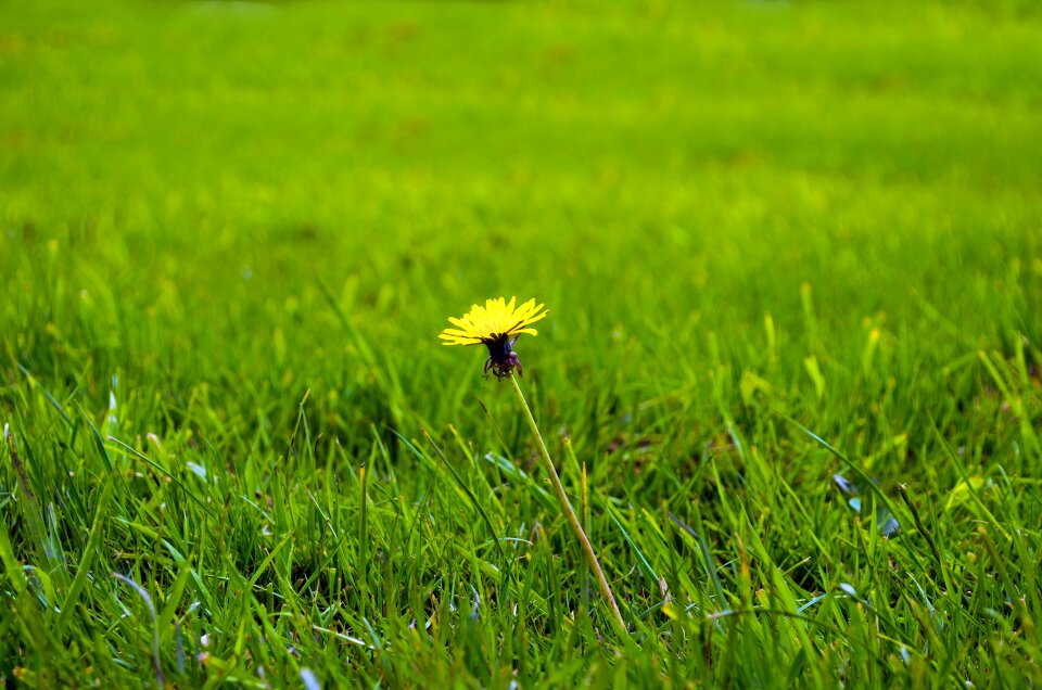 Yellow green fluff