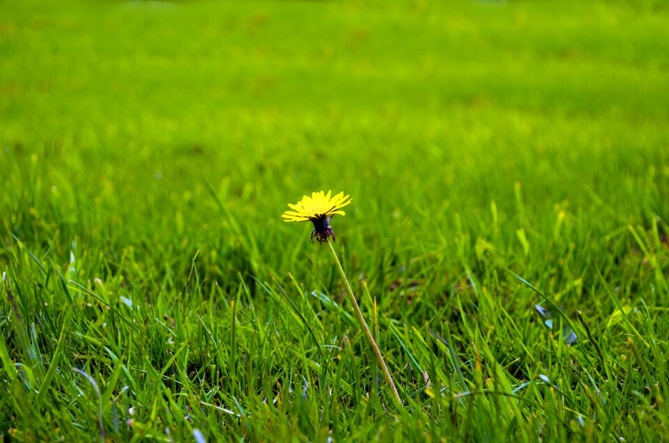 Yellow green fluff photo