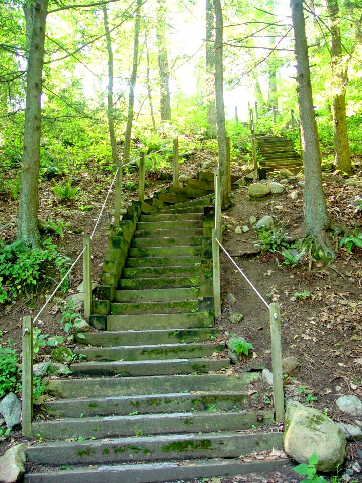Path forest woods