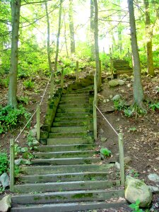 Path forest woods photo