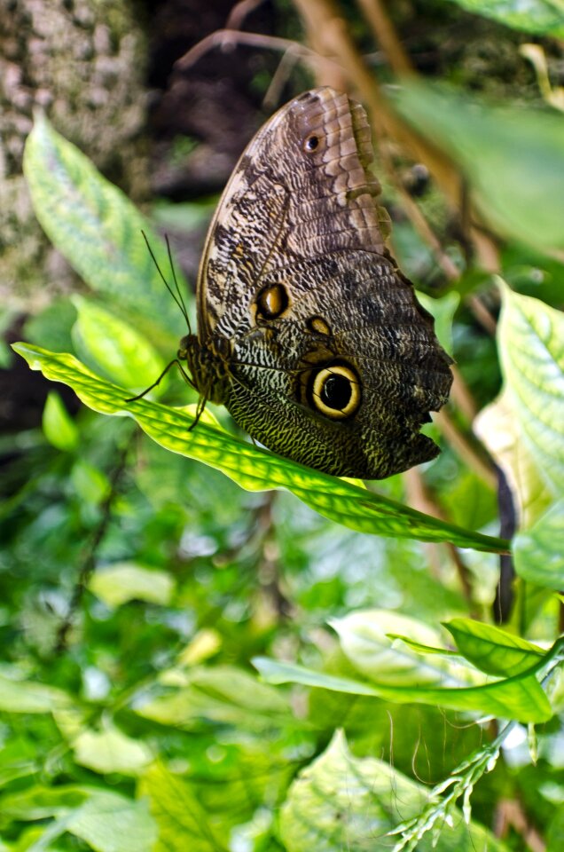 Black butterfly close-up