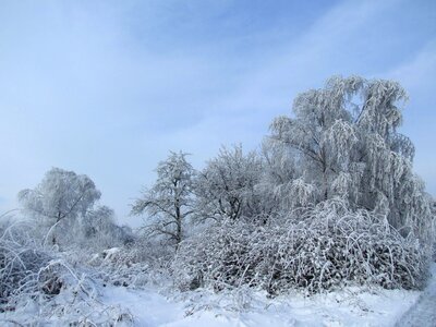 Frost cold tree photo