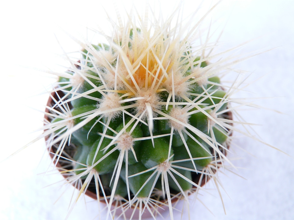 Cactus greenhouse echinocactus spur