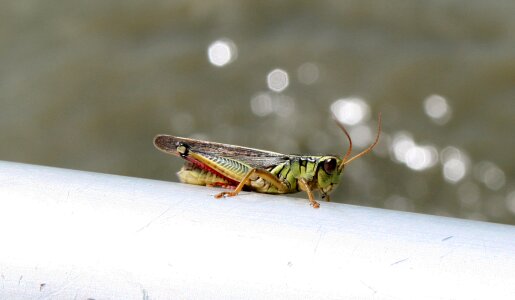 Insect jump legs photo