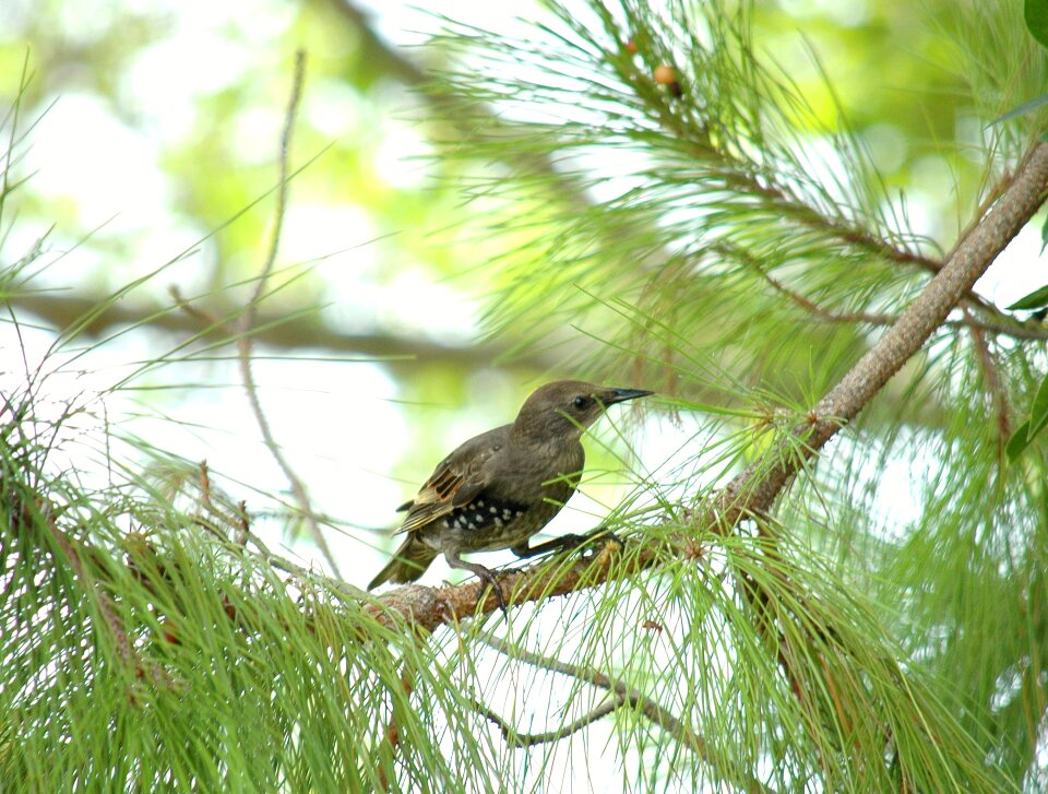 Bird pine tree pine