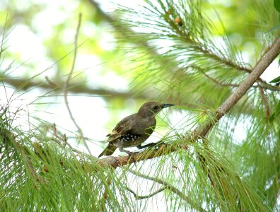 Bird pine tree pine photo
