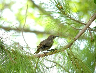 Bird pine tree pine