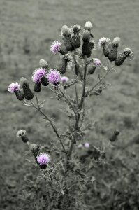 Branch bristle bud photo