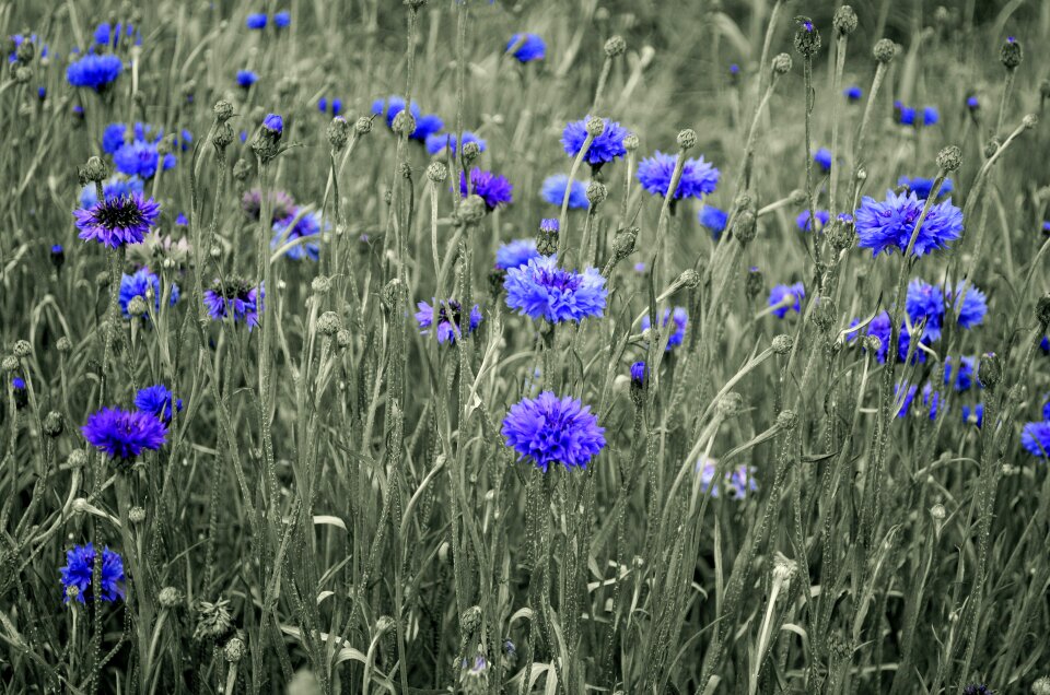 Bud cornflower descriptive
