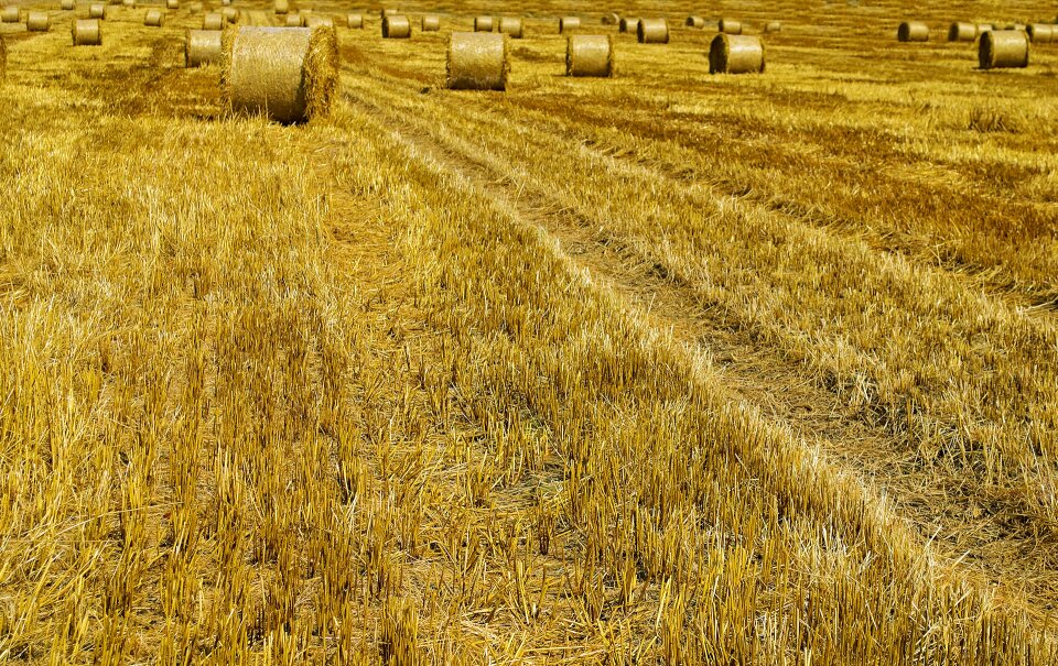 Background bale barley