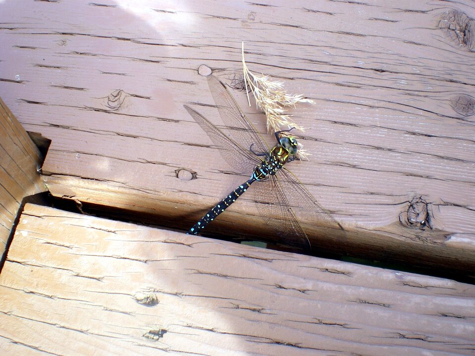Blue green eating