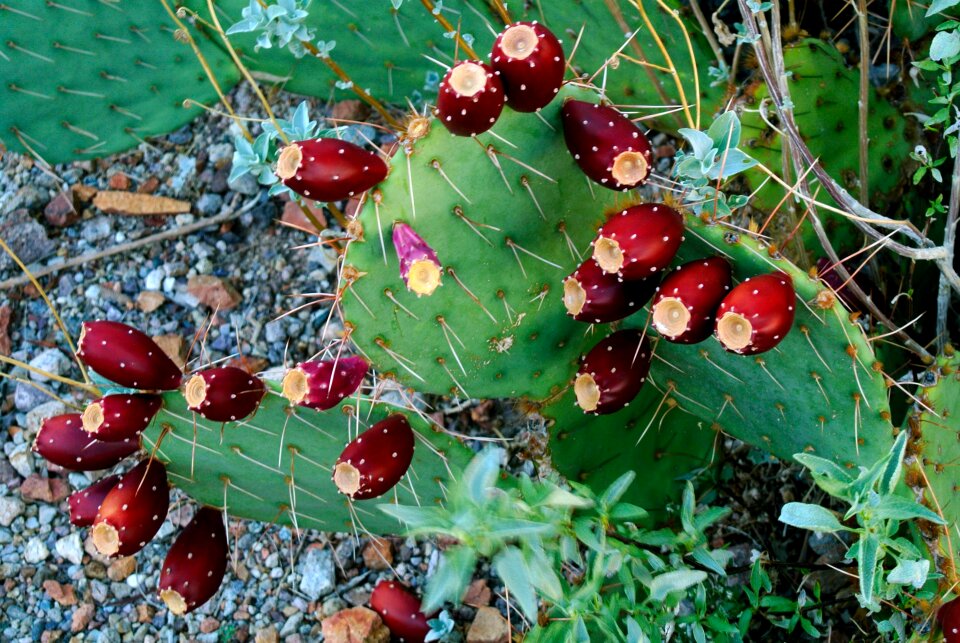 Fruit nature landscape