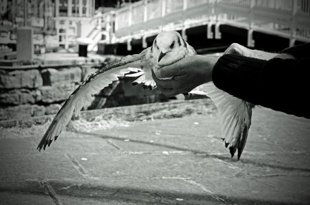 Flight wings female