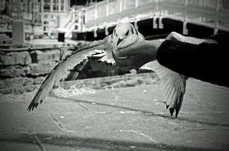 Flight wings female photo