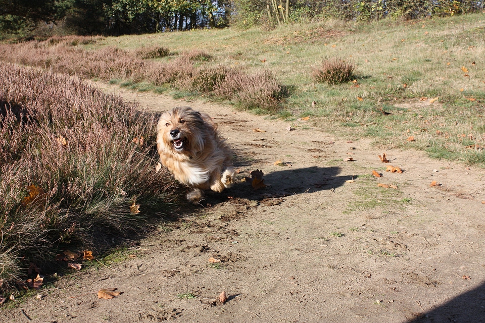 Animal run dog run