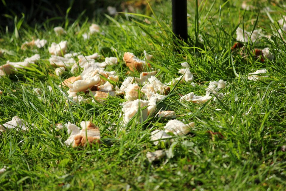 Birds feed feeding