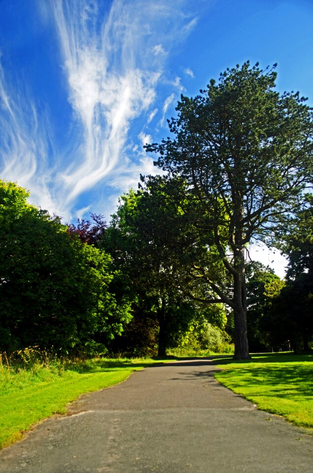 Trees nature green