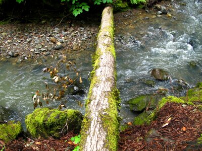 Bridge forest fallen log