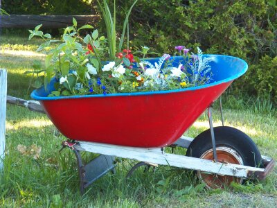 Garden flower garden flower bed photo