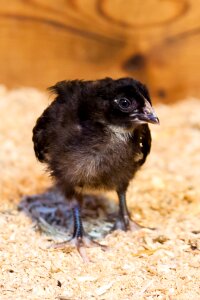 Black chick chicken photo
