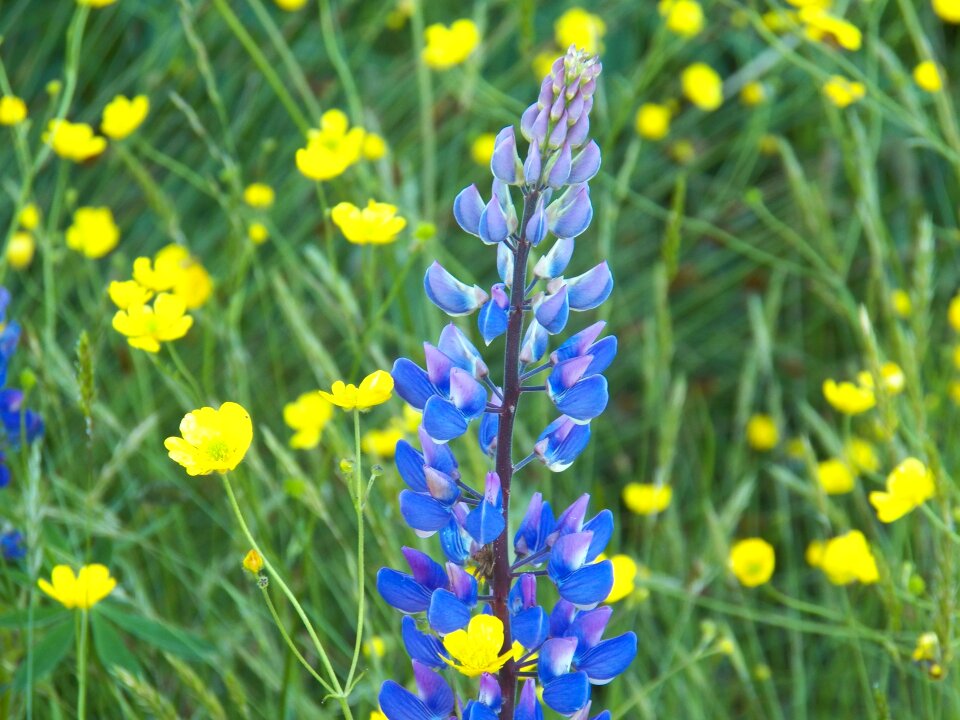 Wildflower wildflowers nature