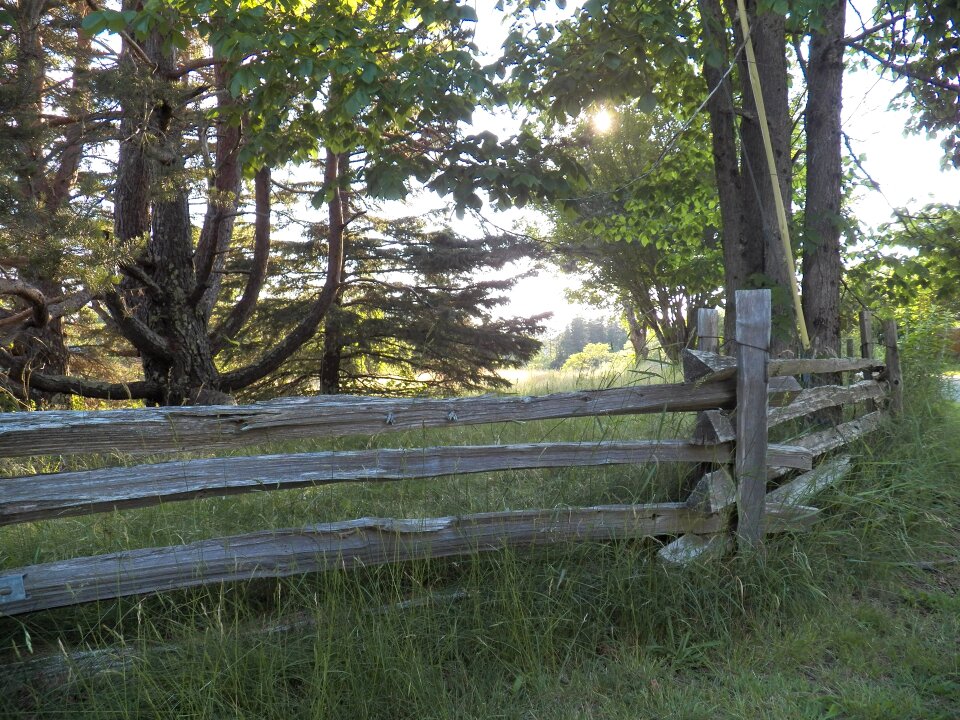 Fences meadow grass