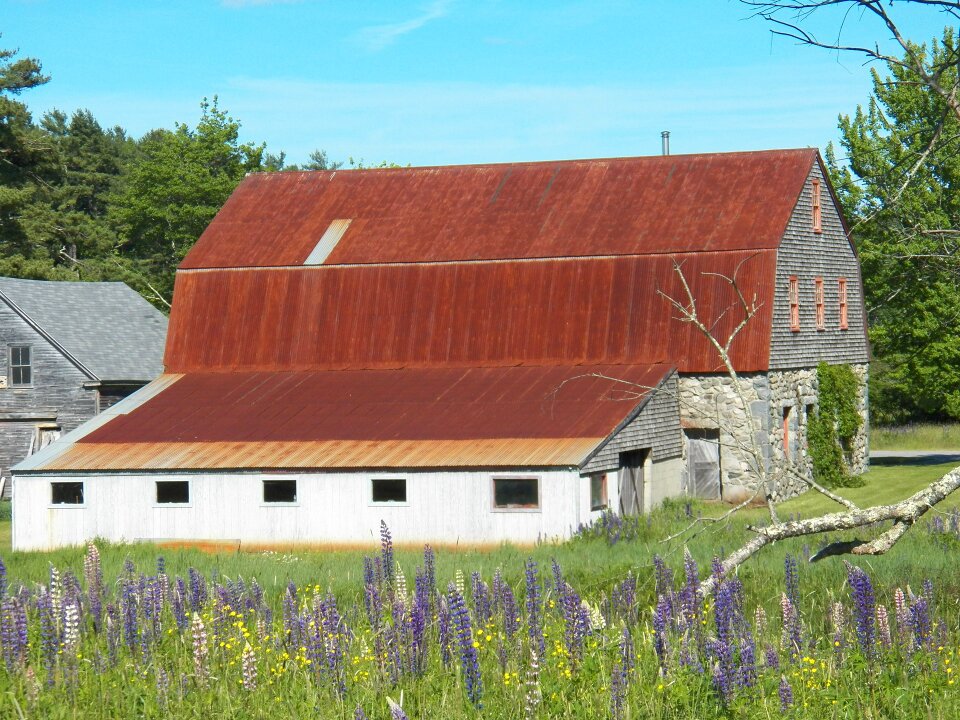Farmhouse farm yard lupines
