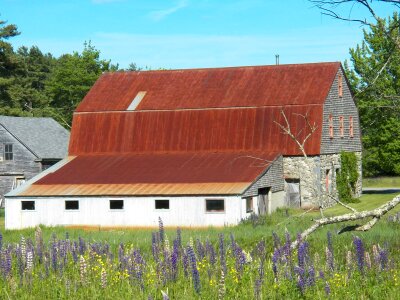 Farmhouse farm yard lupines