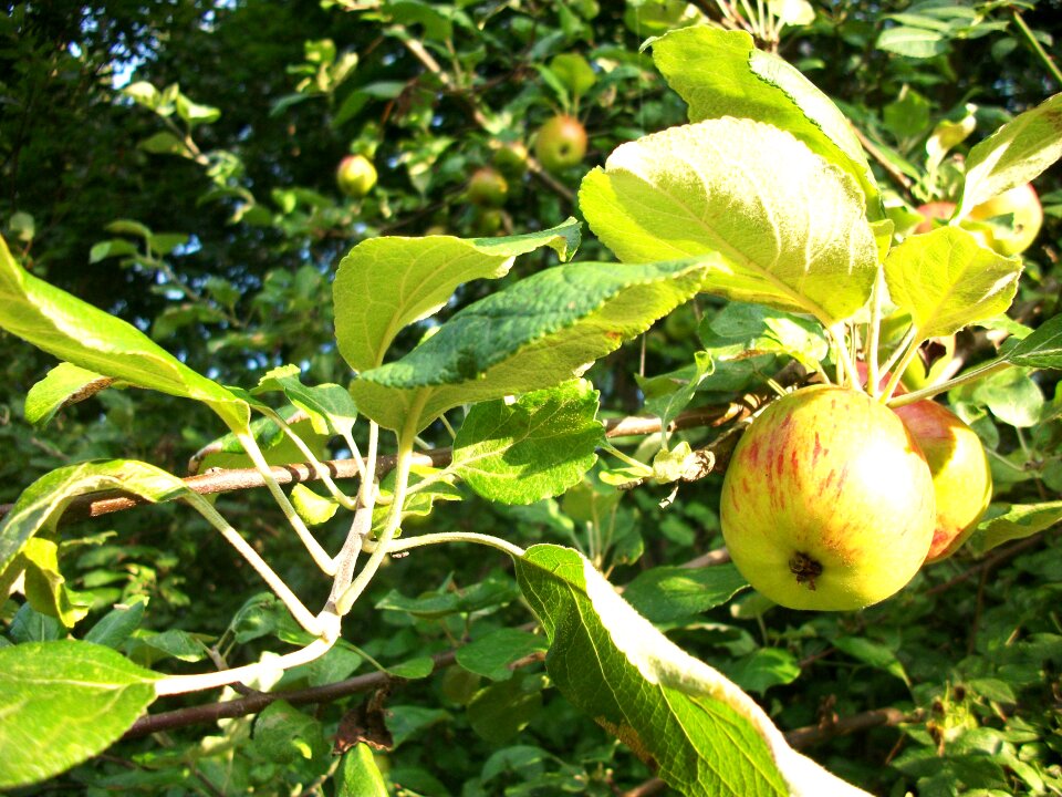 Apple trees nature orchard