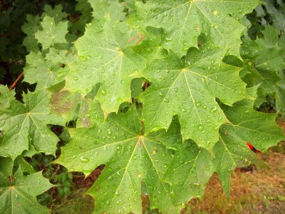 Misting dew raindrop