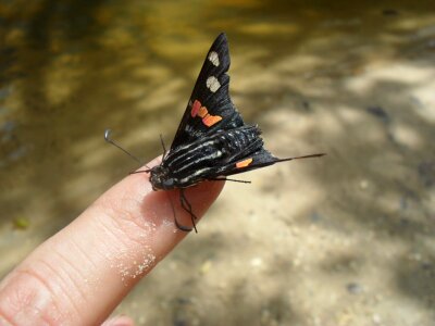 Finger butterfly life