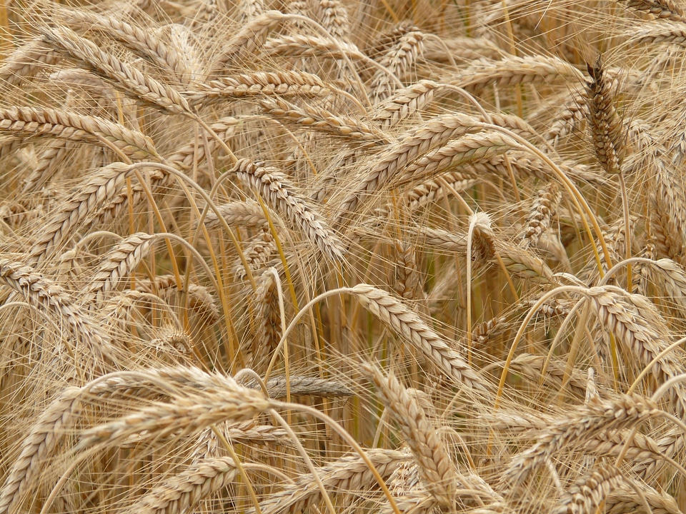 Grain field rye field