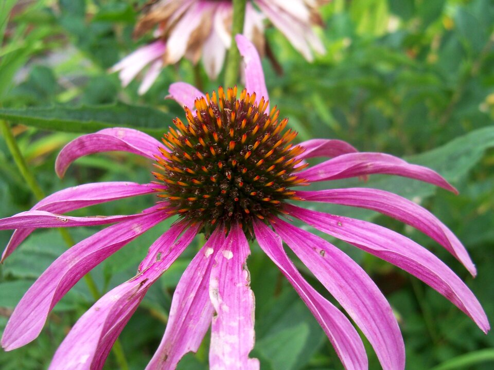 Flower garden close-up purple flower