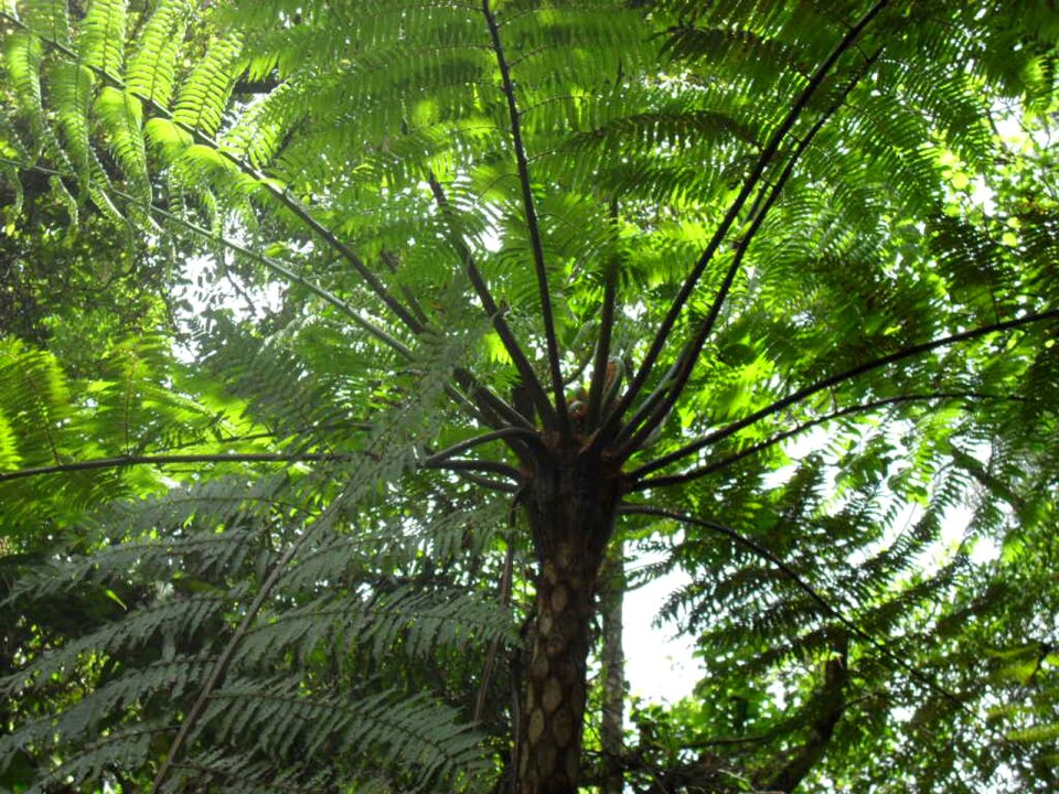 Nature spring fern tree