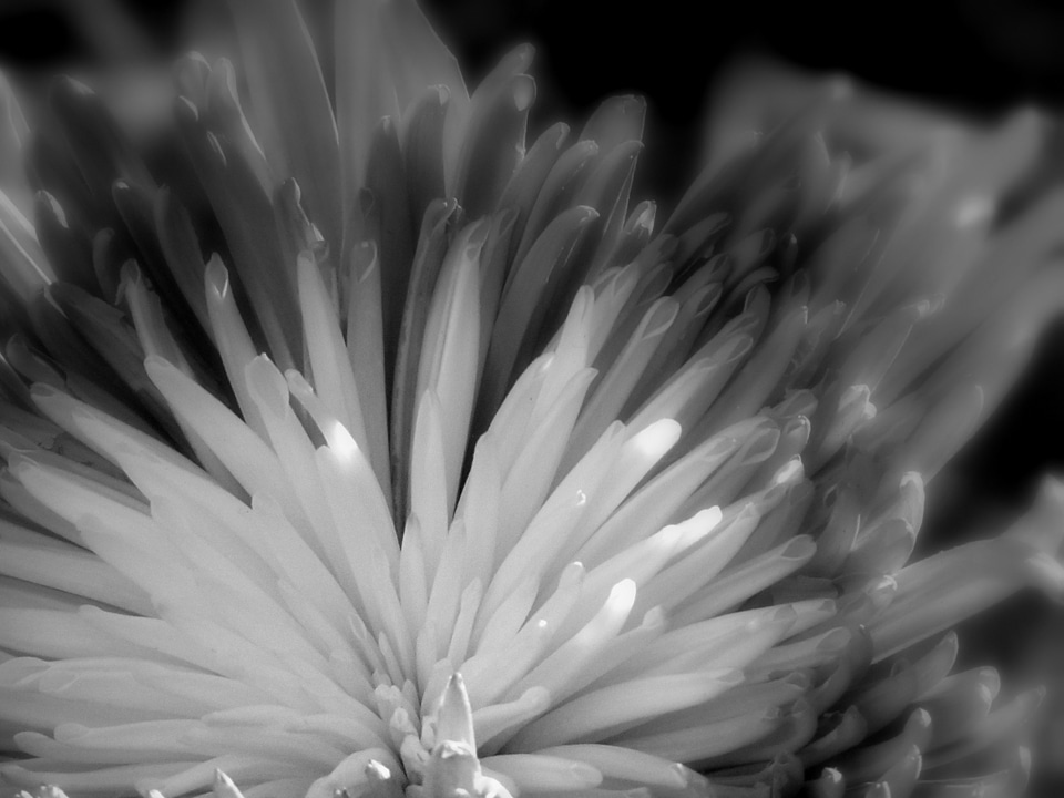 Blossom bloom petal