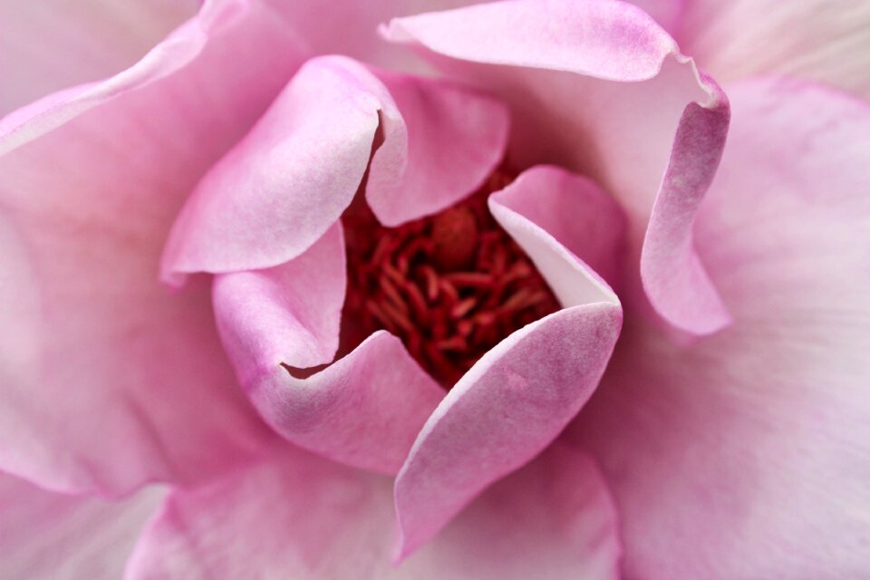 Flowers plants background