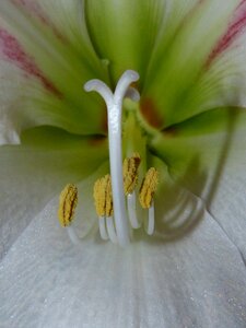Botany close up inflorescence