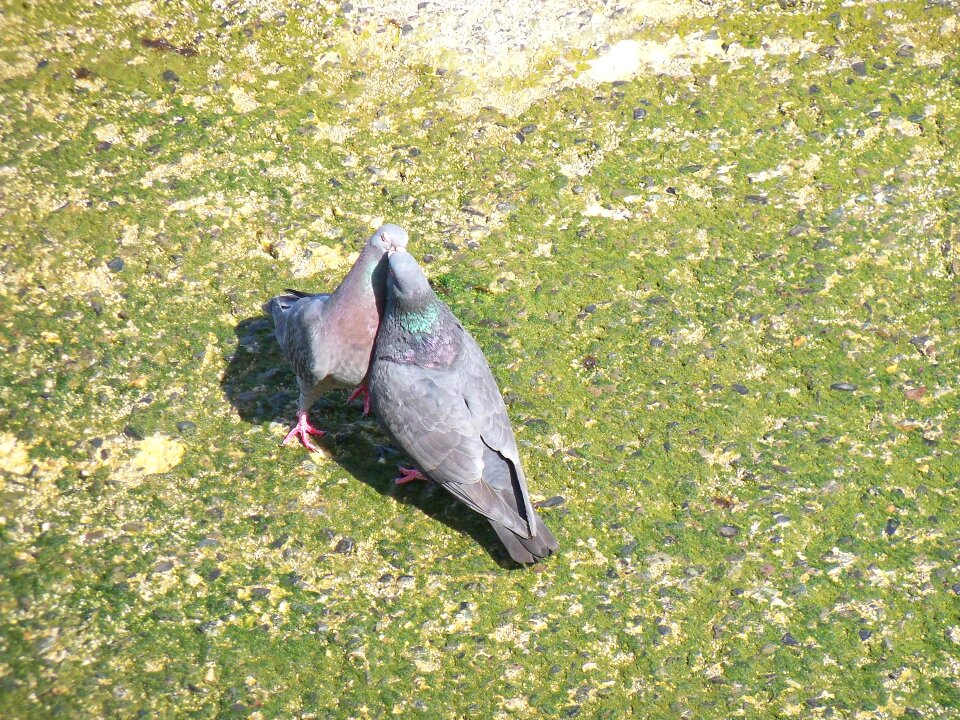 Birds wildlife nature