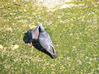 Birds wildlife nature