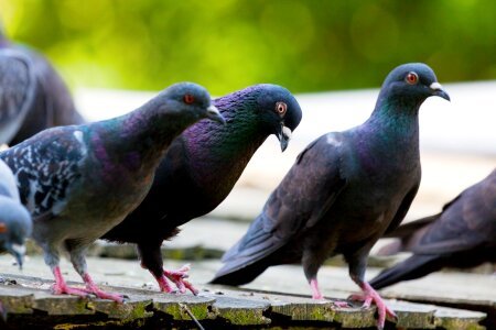 Pigeon pigeons roof